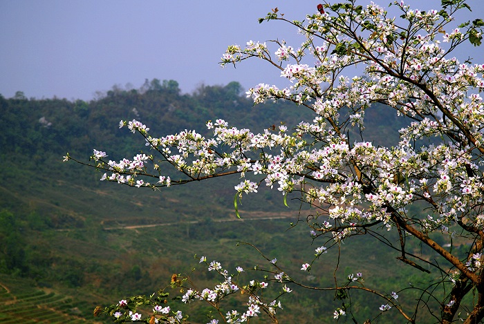 The Ban Flower Festival is also the first festival of the year in Vietnam that is loved by tourists