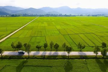 Vẻ đẹp của cánh đồng Mường Thanh – vựa lúa lớn nhất vùng Tây Bắc nước ta