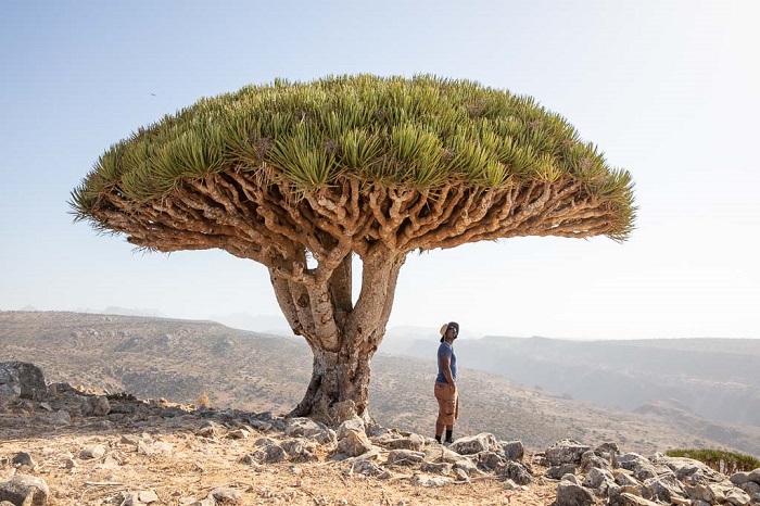 Du lịch đến đảo Socotra - du lịch Yemen