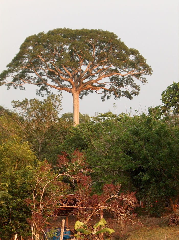 Cây Lupuna là điểm tham quan ở rừng nhiệt đới Manu
