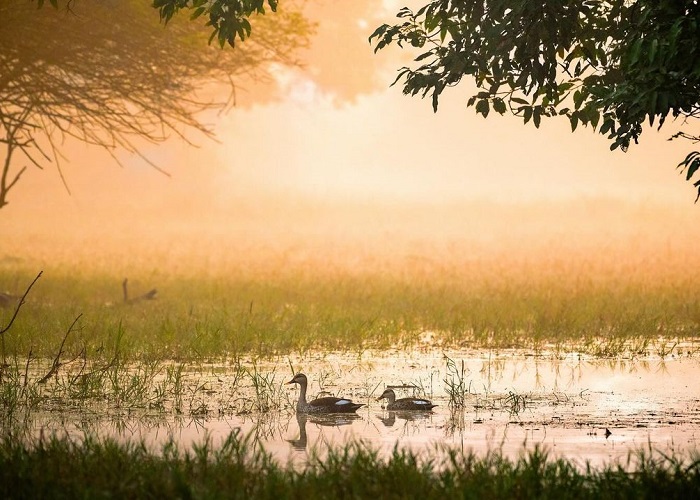 Ghana Keoladeo là đầm lầy đẹp trên thế giới thuộc Ấn Độ