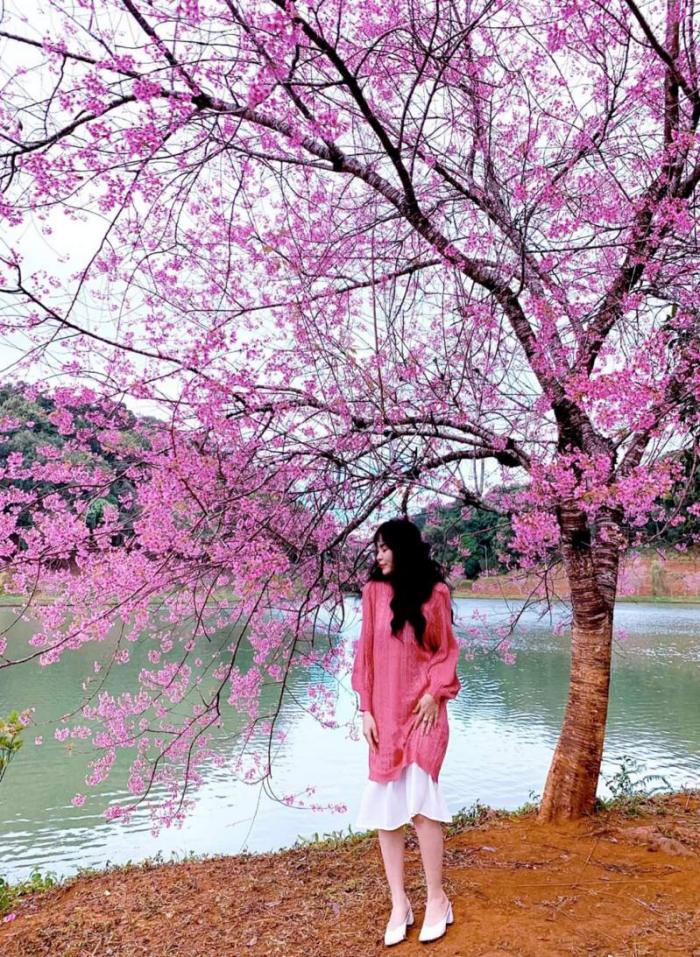 Dak Ke Lake is a cherry blossom check-in point in Mang Den