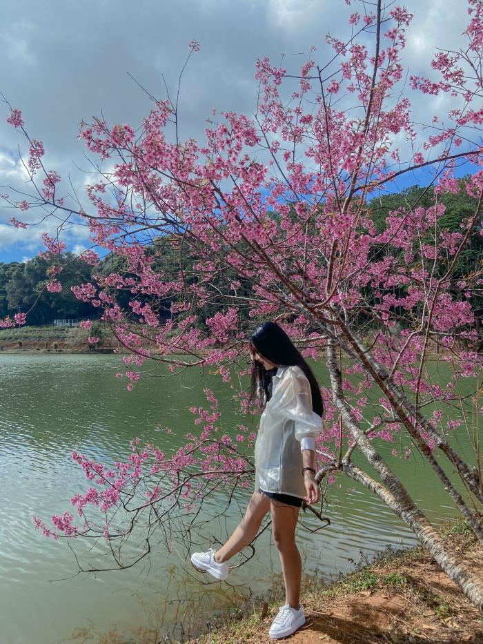 Dak Ke Lake is a cherry blossom check-in point in Mang Den