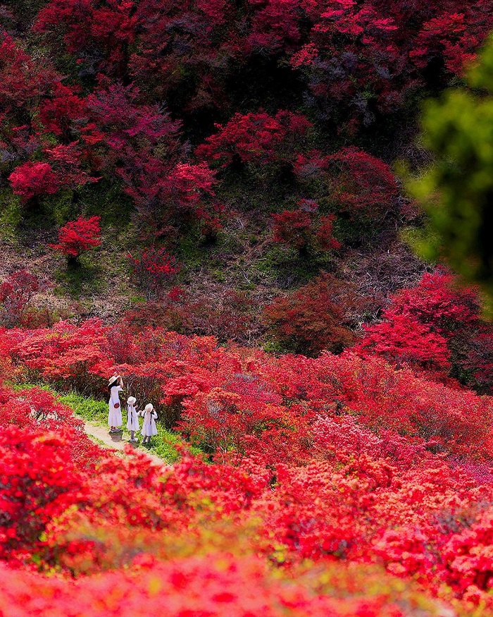 Katsuragi là nơi ngắm hoa đỗ quyên trên thế giới nằm ở Nhật Bản