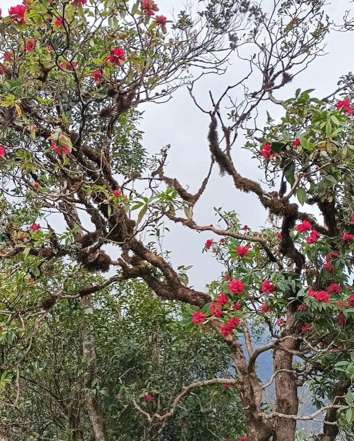 Tây Bắc là điểm ngắm hoa đỗ quyên trên thế giới đẹp tuyệt