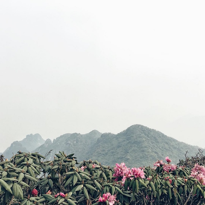 Tây Bắc là điểm ngắm hoa đỗ quyên trên thế giới đầy lôi cuốn