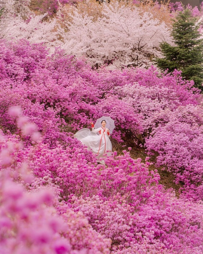 Hwangmae là điểm ngắm hoa đỗ quyên trên thế giới nằm tại Hàn Quốc