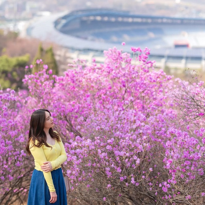 Wonmisan là điểm ngắm hoa đỗ quyên trên thế giới nằm tại Hàn Quốc