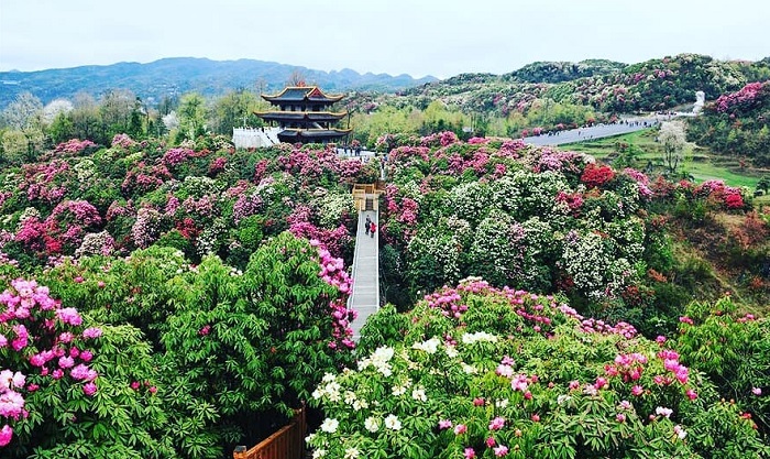 Baili là điểm ngắm hoa đỗ quyên trên thế giới thuộc Trung Quốc