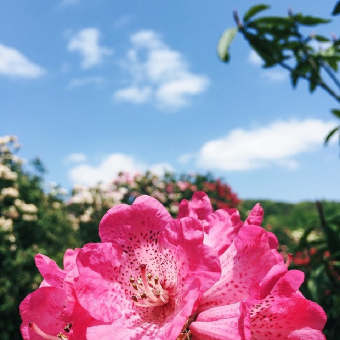 Baili là điểm ngắm hoa đỗ quyên trên thế giới mang vẻ đẹp đầy lôi cuốn