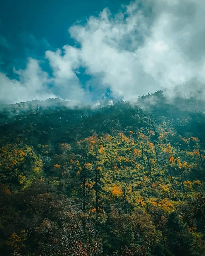 Nepal là điểm ngắm hoa đỗ quyên trên thế giới mà bạn không thể bỏ qua