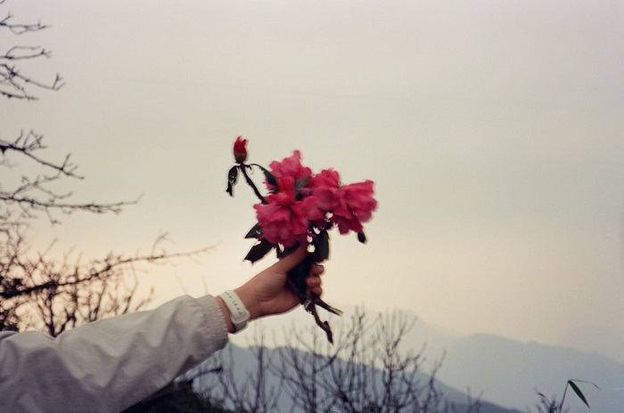 Tây Bắc là điểm ngắm hoa đỗ quyên trên thế giới mà du khách thích mê