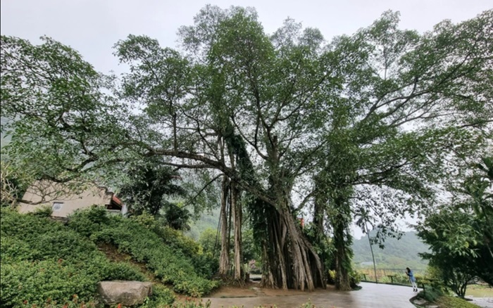 Thung Nham Ninh Binh tourism - moving banyan tree