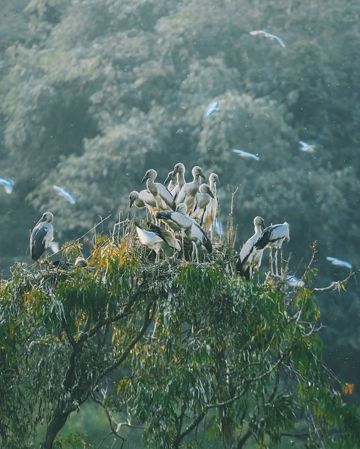 du lịch Thung Nham Ninh Bình - vườn chim