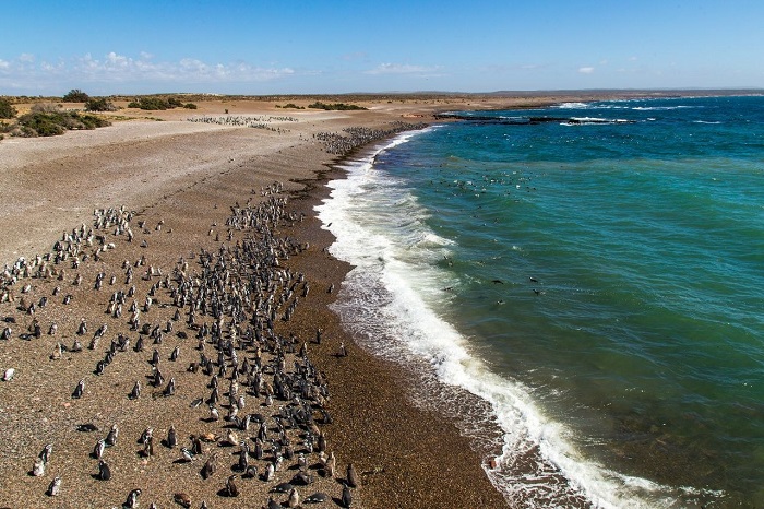 Khu bảo tồn quốc gia Punta Tombo Argentina 