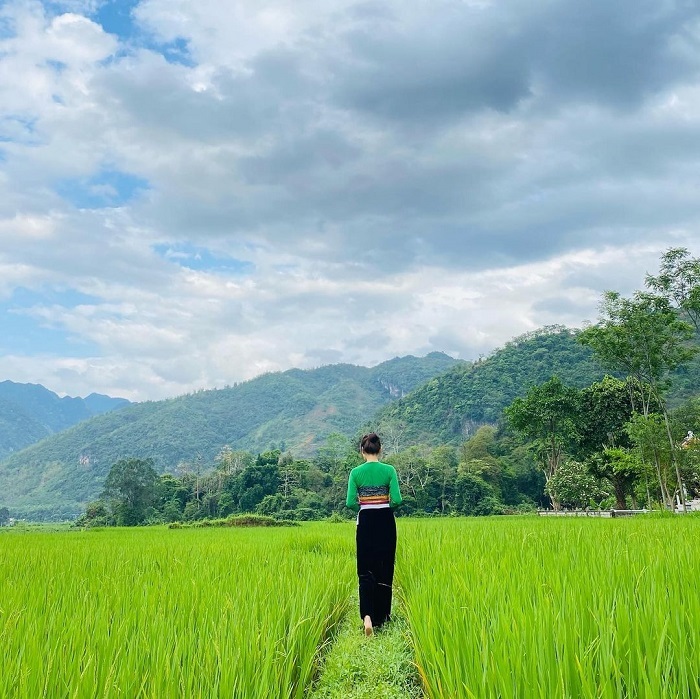 Làng Mai Hịch Hòa Bình với ruộng lúa trong xanh 