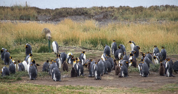 Điểm ngắm chim cánh cụt ngoài khu bảo tồn quốc gia Punta Tombo Argentina 