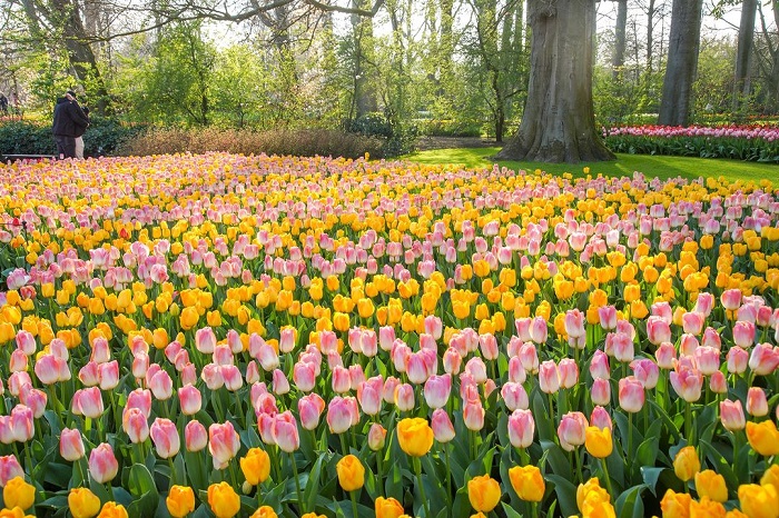 Hoa tulip quốc hoa đẹp trên thế giới của Hà Lan