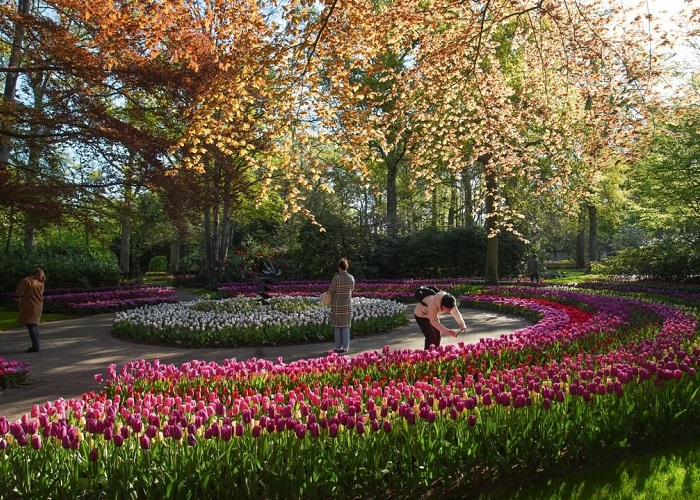 Hoa tulip quốc hoa đẹp trên thế giới mang ý nghĩa về tình yêu, trách nhiệm