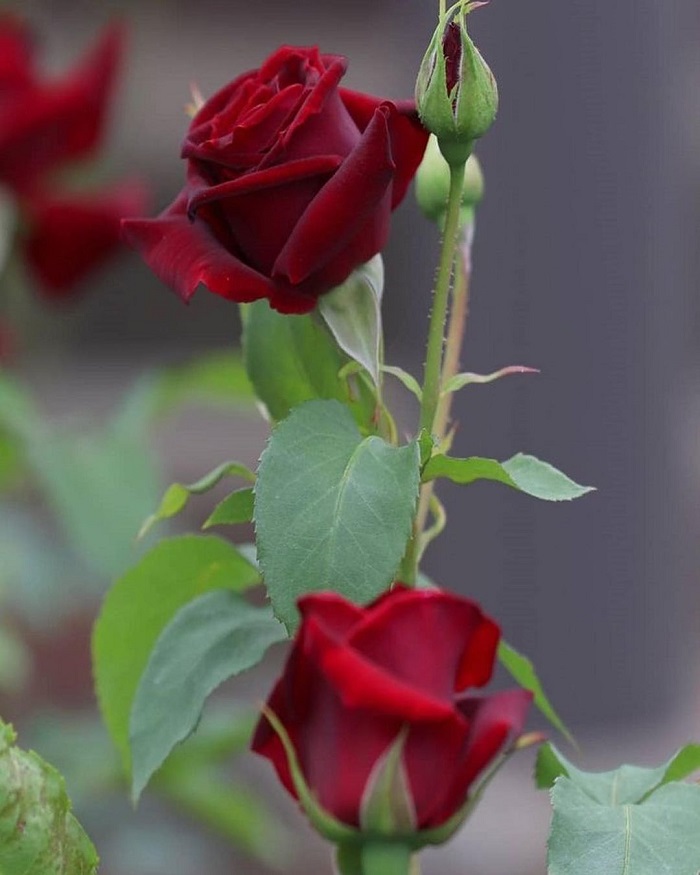 Hoa hồng đỏ là quốc hoa đẹp trên thế giới của nước Mỹ