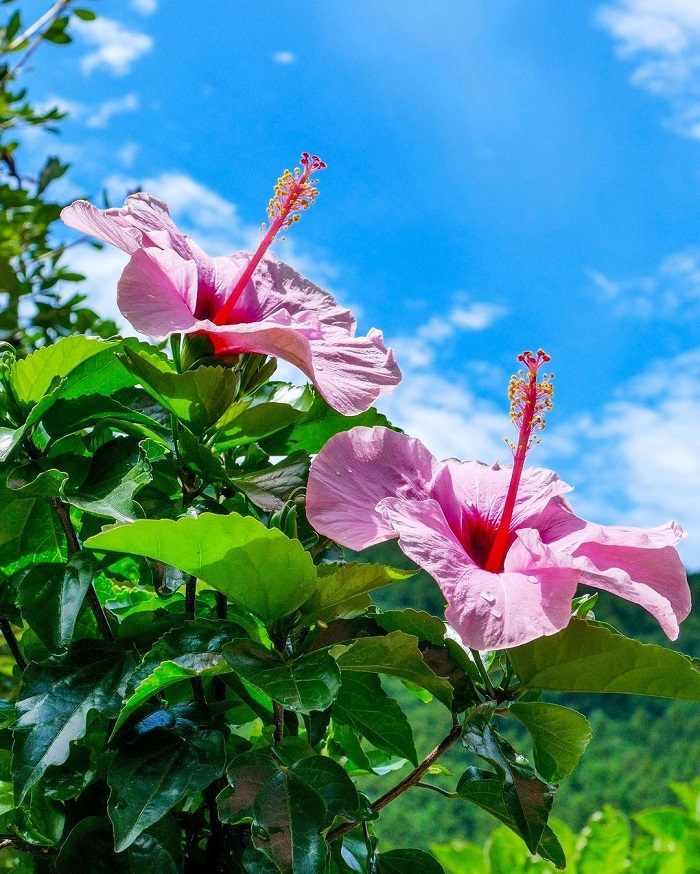 Hoa dâm bụt à quốc hoa đẹp trên thế giới của Malaysia