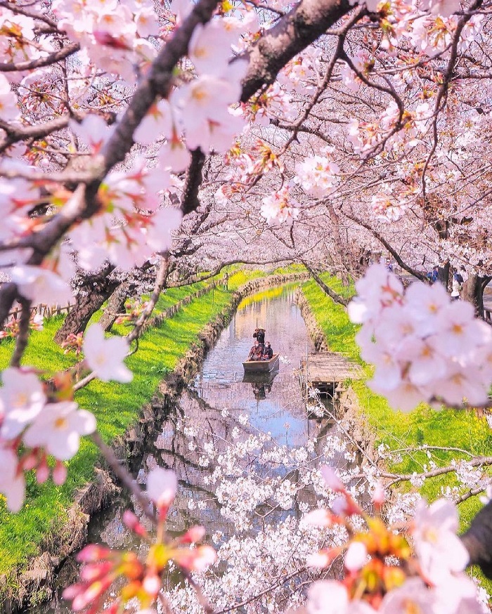 Hoa anh đào à quốc hoa đẹp trên thế giới của Nhật Bản