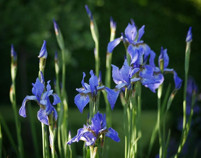 Hoa Iris quốc hoa đẹp trên thế giới của nước Pháp