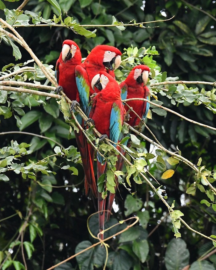 Ngắm chim ở rừng nhiệt đới Manu