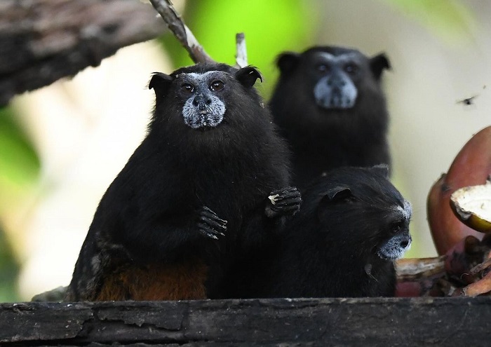 Phát hiện động vật hoang dã ở rừng nhiệt đới Manu