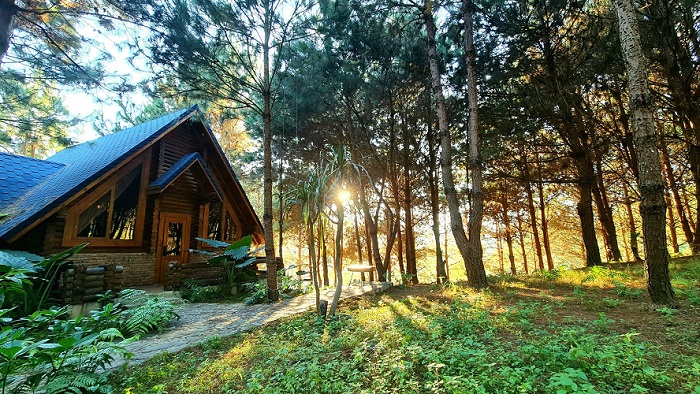 The Nordic Village Sơn La được ôm ấp bởi rừng thông xanh