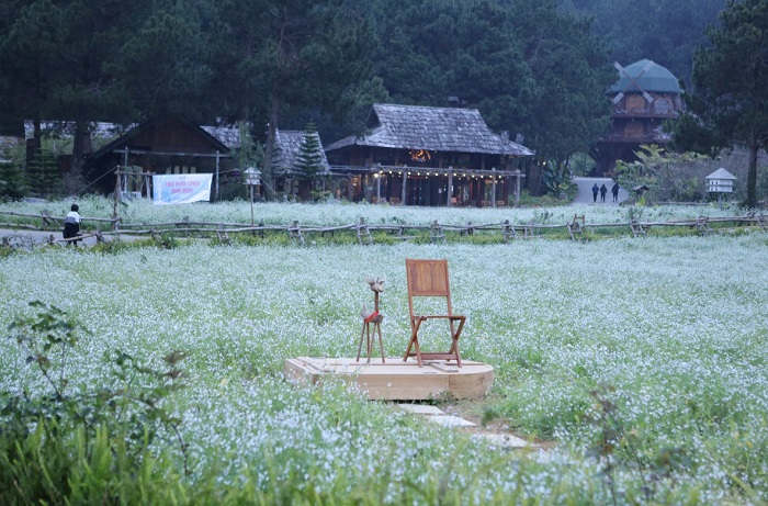 The Nordic Village Sơn La mùa hoa cải đẹp lãng mạn