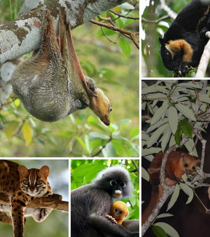 Động vật hoang dã - Trải nghiệm ở The Habitat Penang Hill 