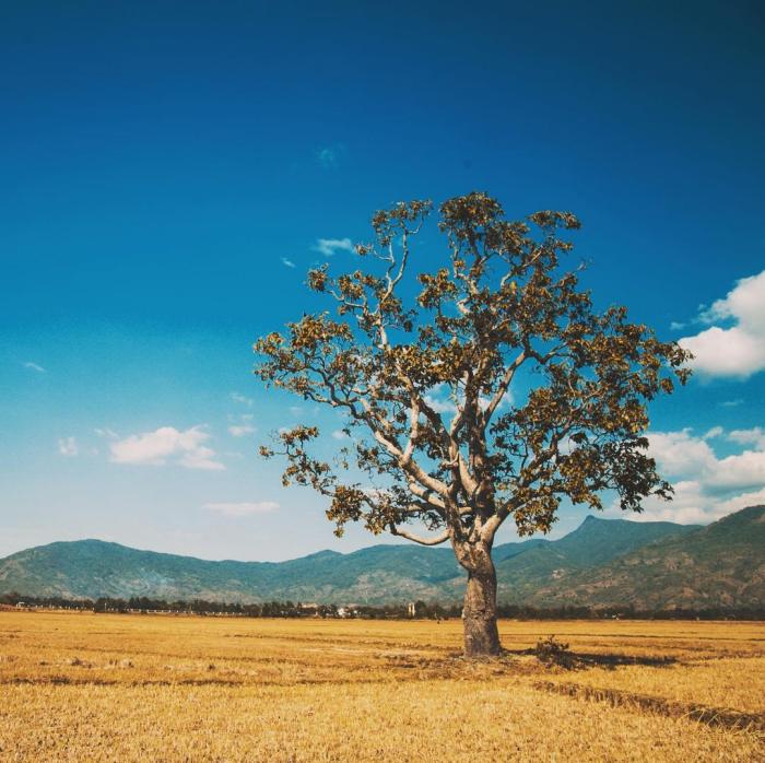 cây cô đơn trải nghiệm ở hồ Lắk 