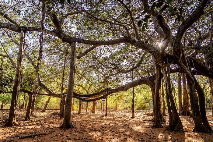 Khu rừng ở thị trấn Auroville