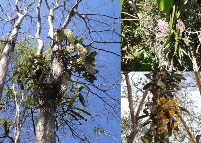 conservation area in Dak Lak - Troh Bu wild orchid conservation area