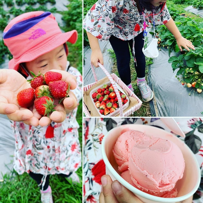 Strawberry garden in Hanoi - Chimi Farm 3