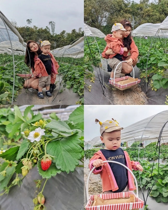 Strawberry garden in Hanoi - Chimi Farm Dong Anh