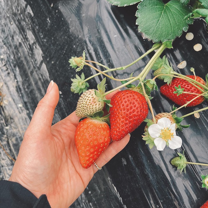 strawberry garden in Hanoi - Viet Han smart farm