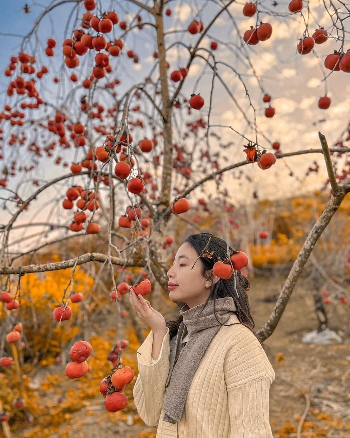 Du lịch Mộc Châu vào mùa xuân nên đến Vườn cam Thanh Bình
