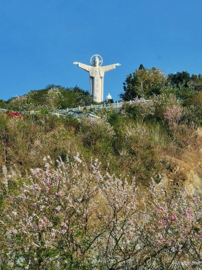 địa điểm ngắm hoa đỗ mai ở Vũng Tàu Mũi Nghinh Phong 