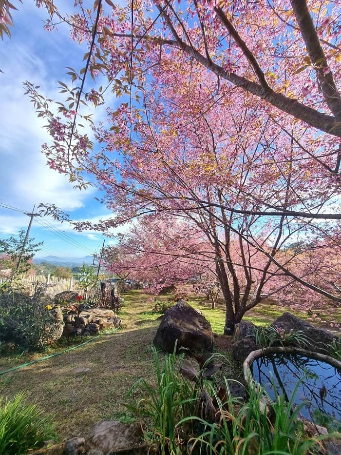 Doi Chiang Dao là điểm ngắm hoa anh đào ở Thái Lan nổi tiếng