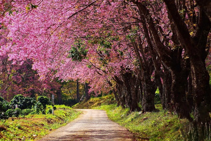 Doi Mae Salong là điểm ngắm hoa anh đào ở Thái Lan nổi tiếng