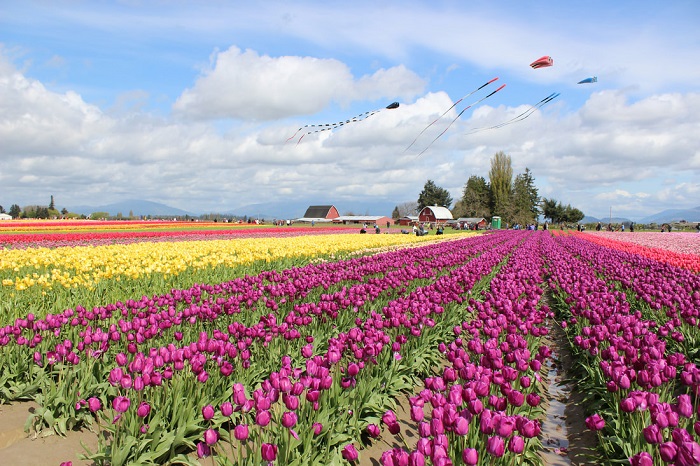 Mount Vernon là điểm tham quan gần lễ hội hoa anh đào Washington