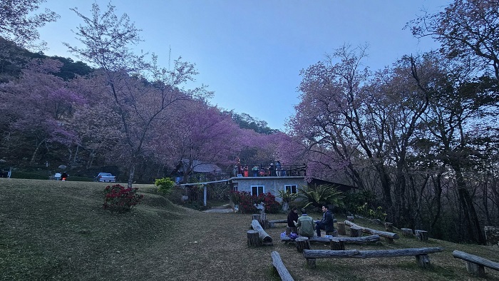 Phu Chi Fah là điểm ngắm hoa anh đào ở Thái Lan nổi tiếng