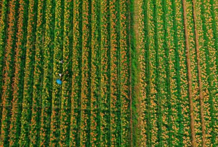 Quy mô cánh đồng hoa ly sông Kinh Thầy Hải Phòng 