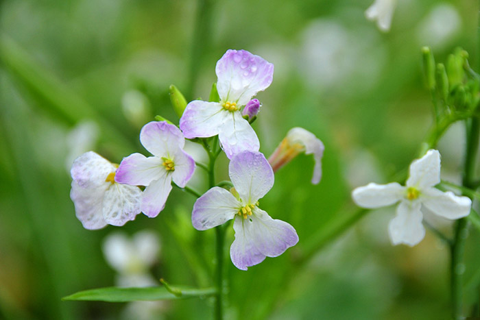 các mùa hoa ở Mộc Châu - Cận cảnh hoa cải trắng