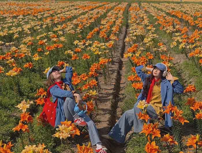 Cánh đồng hoa ly sông Kinh Thầy Hải Phòng