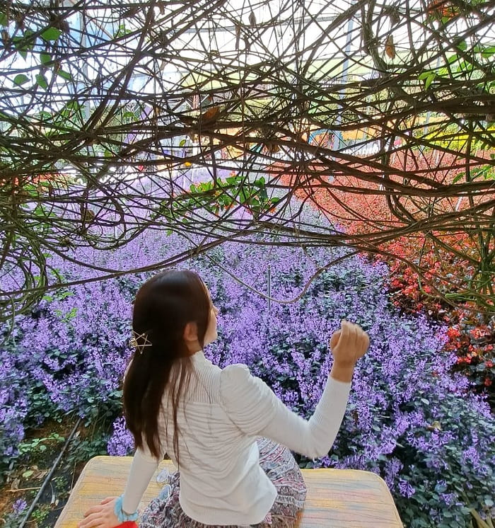 Cao nguyên Cameron là điểm du xuân đẹp ở Malaysia 