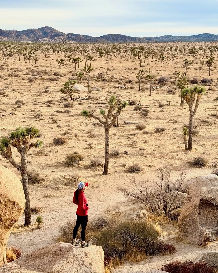công viên Quốc gia Joshua Tree Mỹ