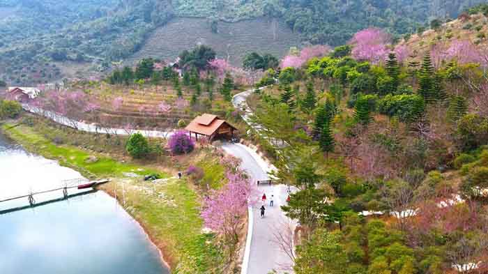 các mùa hoa ở Mộc Châu - Dễ dàng bắt gặp những đồi mai anh đào